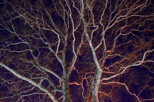 Sycamore at Night Lit by Street Lamps, Bloomfield, NJ (5919 SA).jpg